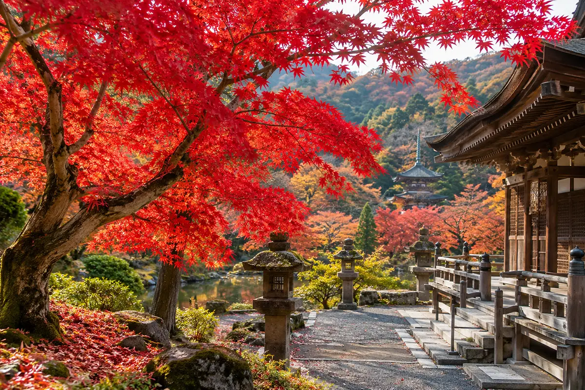 Érables rouges dans un temple de Kyoto en automne, une excellente période pour partir au Japon